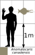 Anomalocaris canadensis scale