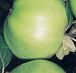 Apple 'Grenadier' - Cooking Apple (9655591940)