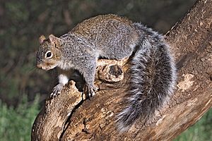 Arizona Gray Squirrel Sciurus arizonensis.jpg