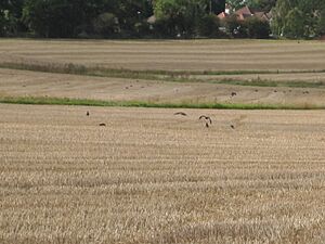 Arkley South Field