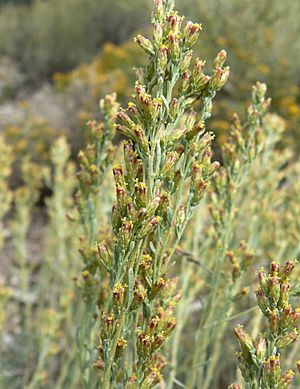 Artemisia nova 2.jpg