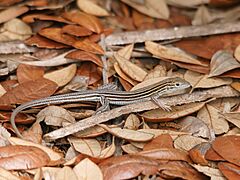 Aspidoscelis sexlineata (male)