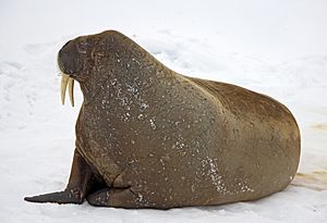 Atlantic walrus (Odobenus rosmarus rosmarus) NOAA Photo Library