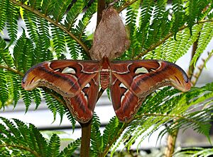 Attacus atlas qtl3.jpg