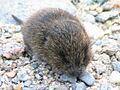Baby meadow vole