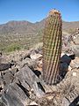 Barrel cactus with a view