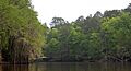 Big Cypress Bayou, Caddo Lake State Park, Harrison County, Texas, USA (April 2017)