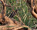 Black Bittern (Dupetor flavicollis) in Kinnarsani WS, AP W IMG 6108