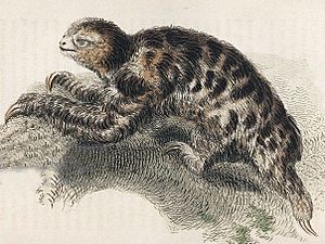 Bradypus pygmaeus