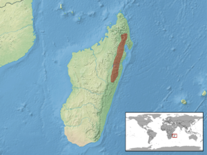 Brookesia therezieni distribution.png