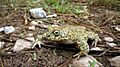 Bufo calamita224