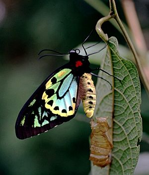 CSIRO ScienceImage 11322 Richmond Birdwing butterfly.jpg