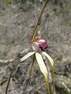 Caladenia excelsa detail