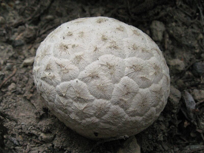 Calbovista subsculpta 45731