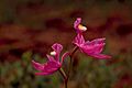 Calopogon tuberosus - wild pink orchid