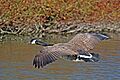 Canada goose (Branta canadensis) in flight