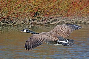 Canada goose (Branta canadensis) in flight