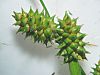 Carex viridula weibl.jpeg