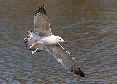 Caspian gull flying