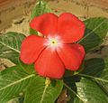 Catharanthus roseus-Red flowers of Madagascar Periwinkle 2