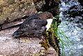 Cinclus cinclus -Brandon Creek, County Kerry, Ireland-8