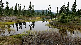 Circlet Lake to Lake Helen Mackenzie, Strathcona Provincial Park - 50428787646.jpg