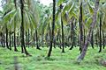 Coconut Grove in Wakenaam - panoramio (2)