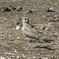 Collared pratincole (Glareola pratincola) juvenile Hasarlic