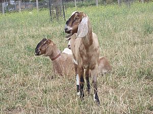 Collingwood Children's Farm - goats