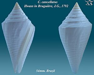 Conus cancellatus 2.jpg