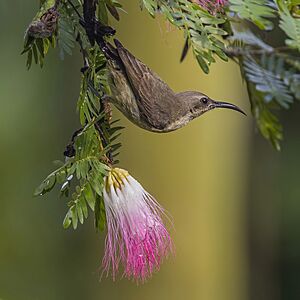 Copper sunbird (Cinnyris cupreus cupreus) female on Persian silk tree (Albizia julibrissin).jpg