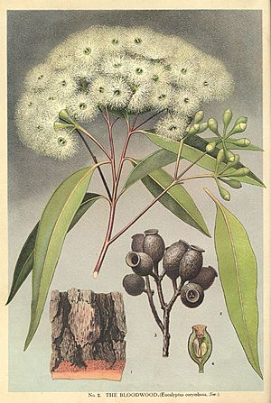 Corymbia gummifera-Minchen
