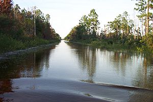 Crabgrass Road, Bull Creek, Florida