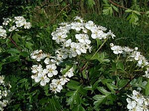 Crataegus-monogyna