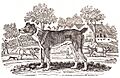 Cur dog, A general history of quadrupeds