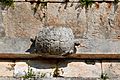 Detail of the House of the Turtles - Uxmal by archer10 (Dennis) SLOW - 001