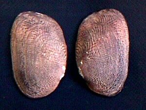 Diplodon (Diplodon) granosus granosus 004