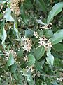 Elaeagnus umbellata1