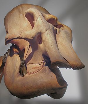 Elephas maximus indicus (skull) at Göteborgs Naturhistoriska Museum 2368
