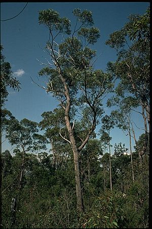 Eucalyptus sparsifolia habit.jpg