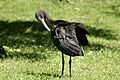 Eudocimus ruber 01 - Young bird