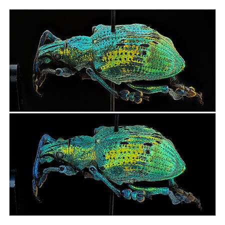Eupholus weevil, from two slightly different angles