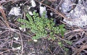 Euphorbia deltoidea deltoidea.jpg