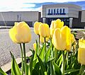 Exterior Entrance Tulips 