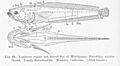 FMIB 51585 Luminous organs and lateral line of Midshipman, Porichthys notatus Girard Family Batrachoididae Monterey, California