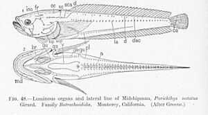 FMIB 51585 Luminous organs and lateral line of Midshipman, Porichthys notatus Girard Family Batrachoididae Monterey, California