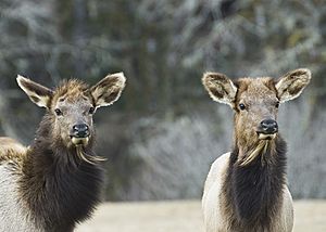 Flickr - Oregon Department of Fish & Wildlife - 2343 elk calves swart odfw