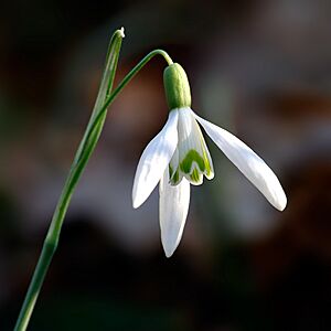 Galanthus nivalis close-up aka