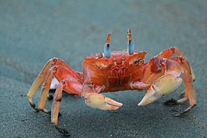 Ghost crab - Ocypode gaudichaudii