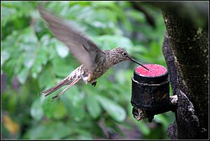 Giant Hummingbirds (7426020288)